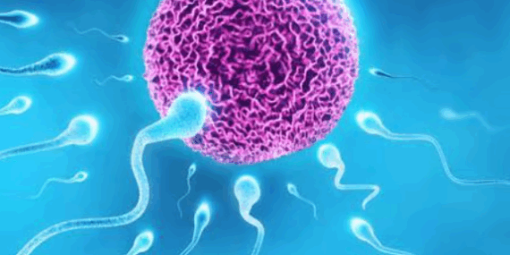 sperma